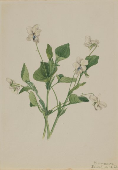 Violeta creme (Viola striata) de Mary Vaux Walcott