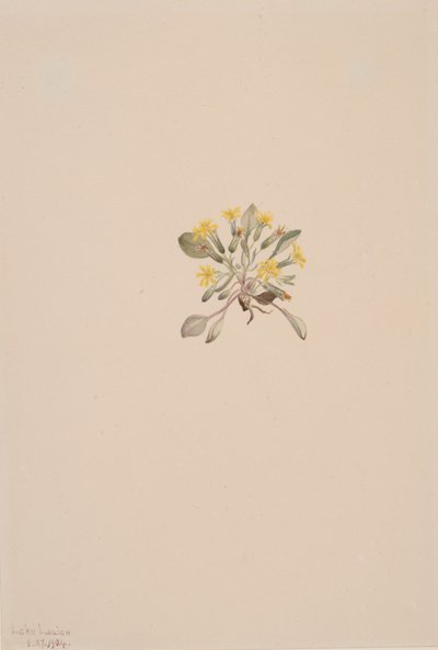 Crepis Elegans, 1904. de Mary Vaux Walcott