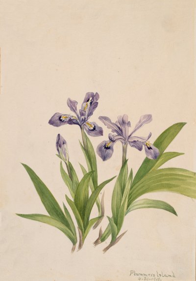 Crested Iris Iris cristata, 1918. de Mary Vaux Walcott