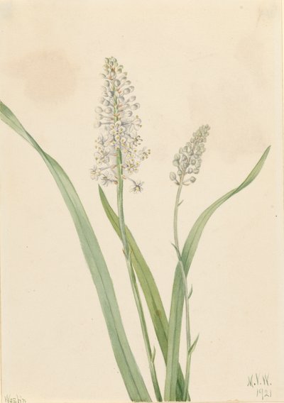 Crowpoison Chrosperma muscaetoxicum, 1921. de Mary Vaux Walcott