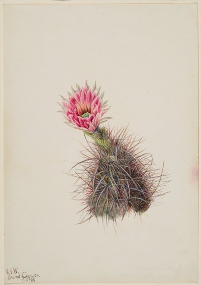 Cacto de Pepino, 1939. de Mary Vaux Walcott
