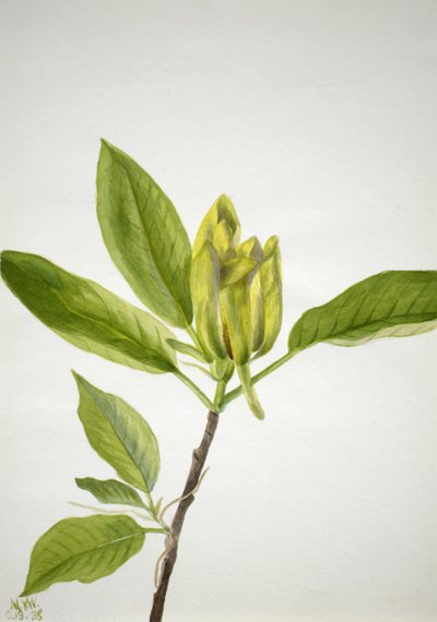 Pepino Magnólia scuminata, 1938. de Mary Vaux Walcott