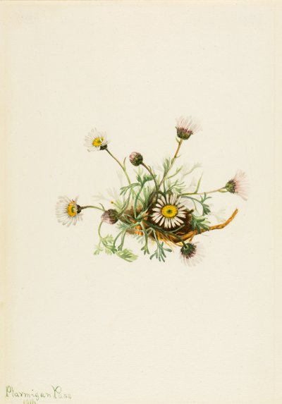 Composto Cut-Leaf Fleabane Erigeron, 1916. de Mary Vaux Walcott
