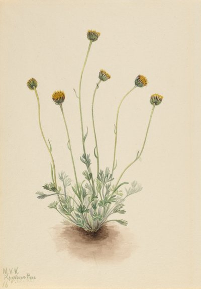 Erva-doce de folha cortada (Erigeron compositus nudus) de Mary Vaux Walcott
