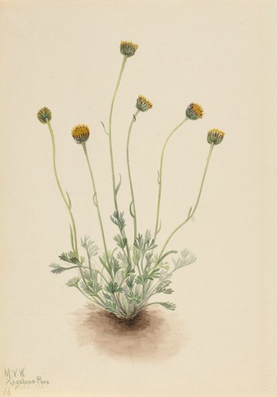 Cut Leaf Fleabane Erigeron nu, 1921 de Mary Vaux Walcott