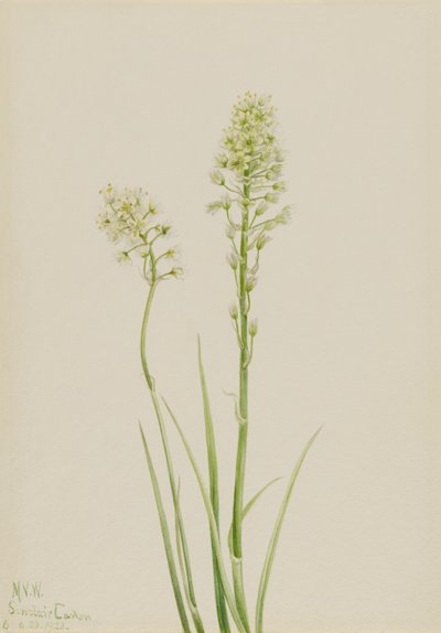 Cama da morte (Zygadenus venenosus) de Mary Vaux Walcott