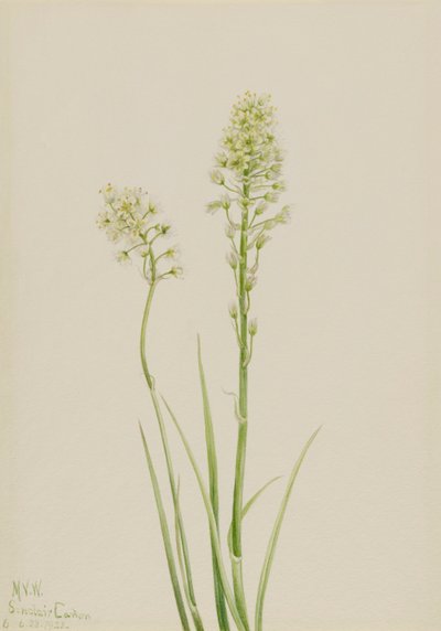 Morte de Camas Zygadenus venenosus, 1923. de Mary Vaux Walcott
