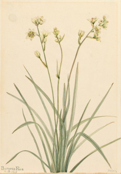 Deathcamas Zygadenus elegans, 1917. de Mary Vaux Walcott