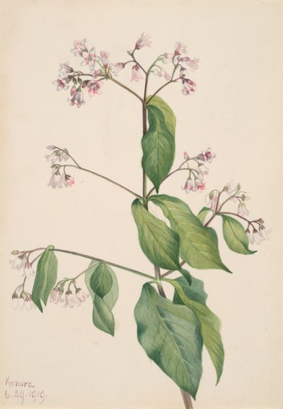 Dogbane Apocyum androsaemfolium, 1919. de Mary Vaux Walcott