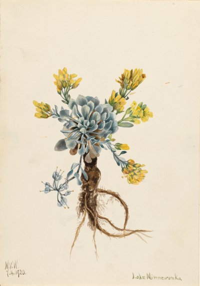 Dupla Física da Bexiga Didymocarpa, 1920. de Mary Vaux Walcott
