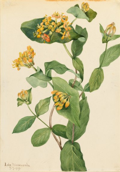 Madressilva de Douglas (Lonicera glaucescens) de Mary Vaux Walcott