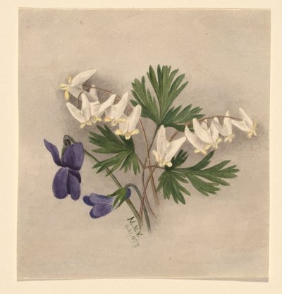 Biquinho (Bikukulla cucullaria) de Mary Vaux Walcott