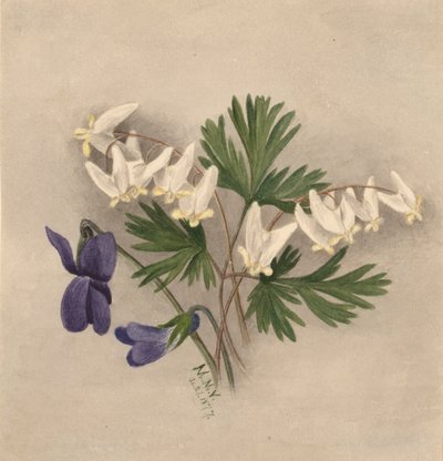 Calças do Holandês Bikukulla cucullaria, 1877. de Mary Vaux Walcott
