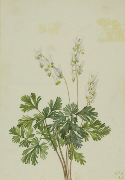 Bretas do Holandês (Bikukulla cucullaria) de Mary Vaux Walcott