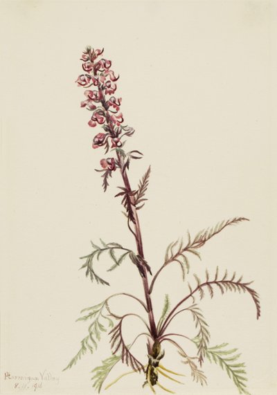 Elephanthead Pedicularis Groenlandica, 1916. de Mary Vaux Walcott