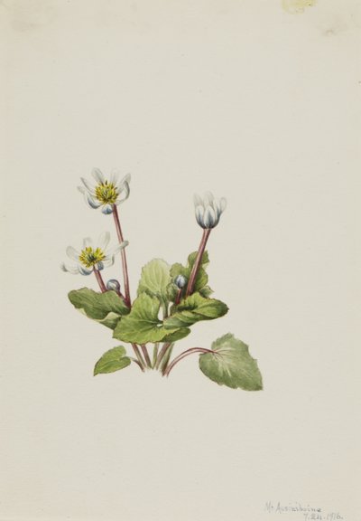 Elkslip Caltha leptosepala, 1916. de Mary Vaux Walcott