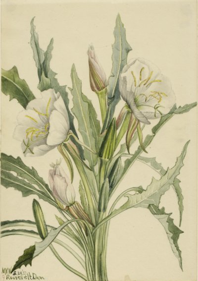 Prímula da noite (Pachyoplus hirsutus) de Mary Vaux Walcott