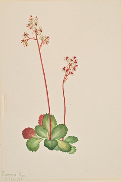 Evergreen Saxifrage Leptarrhena pyrolifolia, 1917. de Mary Vaux Walcott