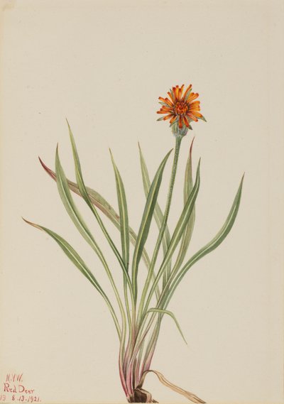 Falso Dente-de-leão Agoseris aurantiaca, 1921. de Mary Vaux Walcott