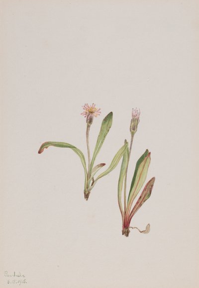 Falso Dente-de-leão Agoseris carnea, 1918. de Mary Vaux Walcott