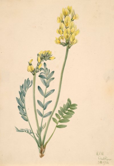 Falso locoweed Oxytropia gracilis, 1920. de Mary Vaux Walcott