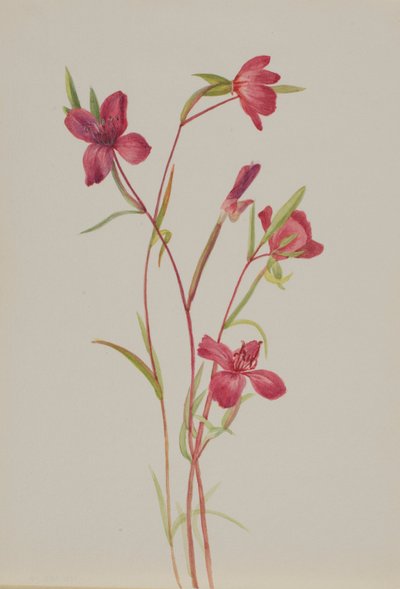 Adeus à primavera (Godetia amoena lilja) de Mary Vaux Walcott