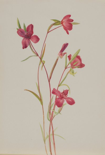 Adeus à Primavera Godetia amoena lilja, ca. 1930s. de Mary Vaux Walcott