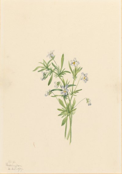 Violeta do campo (Viola rafinesquii) de Mary Vaux Walcott