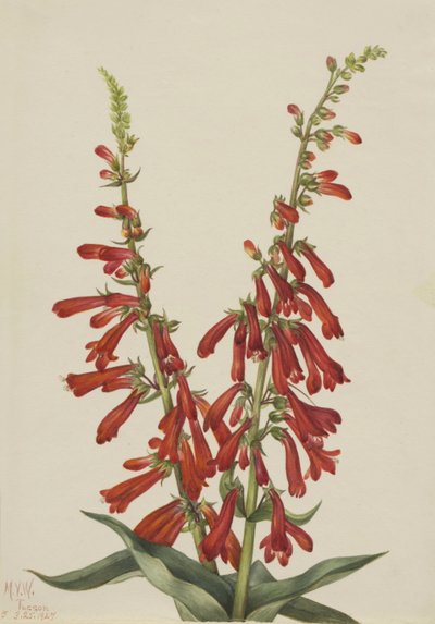 Pentstemon de fogo (Pentstemon eatonii) de Mary Vaux Walcott
