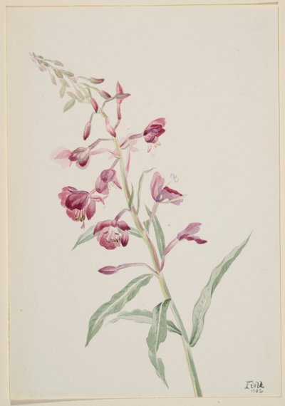 Erva-de-fogo (Epilobium angustifolium) de Mary Vaux Walcott