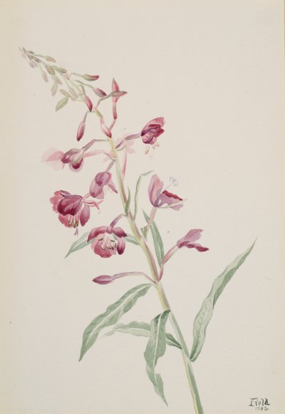 Fireweed Epilobium angustifolium, 1902. de Mary Vaux Walcott