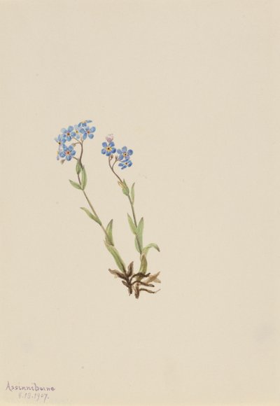 Não-me-esqueças (Myosotis alpestris) de Mary Vaux Walcott