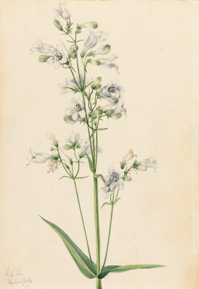 Foxglove Pentstemon Pentstemon digitalis, 1919. de Mary Vaux Walcott