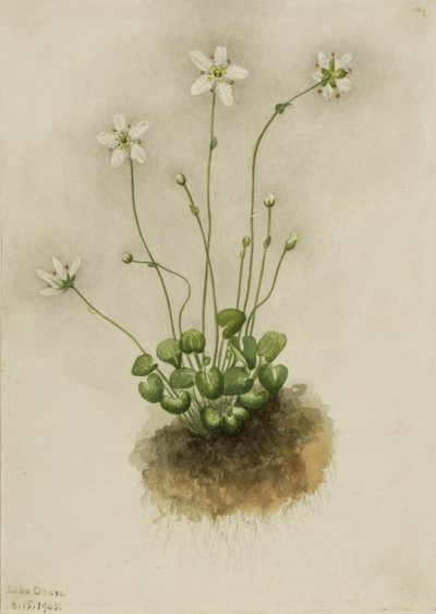Fringed Parnassia Parnassia fimbriata, 1905. de Mary Vaux Walcott