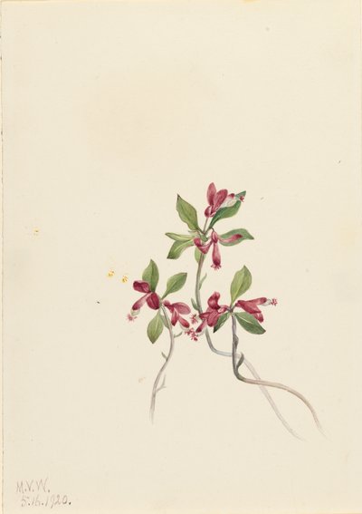 Fringed Polygala Polygala paucifolia, 1920. de Mary Vaux Walcott