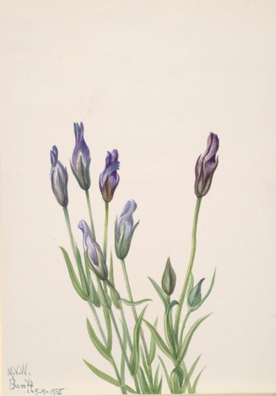 Gentian Gentiana macounii, 1935. de Mary Vaux Walcott