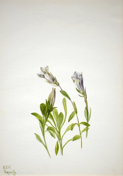 Gentian Gentiana Newberri, 1938. de Mary Vaux Walcott