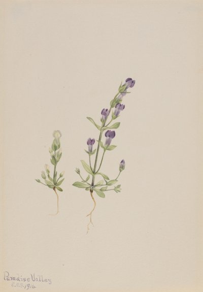 Gentiana propingua, 1916. de Mary Vaux Walcott