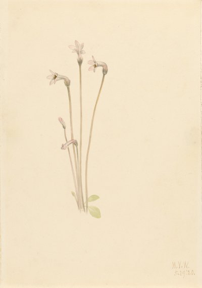 Cachimbo-fantasma (Thalesia uniflora) de Mary Vaux Walcott