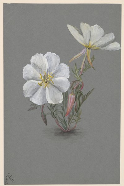 Epipactia gigante Helleborine Epipactia gigantea, ca. 1880. de Mary Vaux Walcott