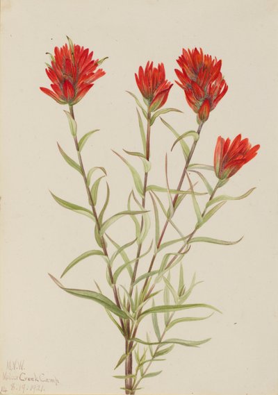 Pincel vermelho gigante (Castilleja miniata) de Mary Vaux Walcott