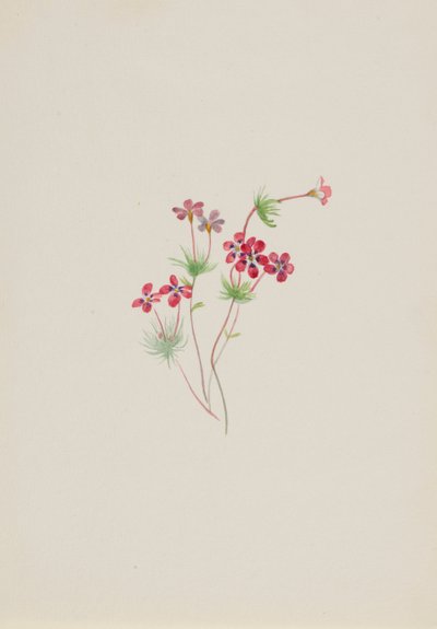 Gilia linanthus parviflorus, ca. 1900-1930. de Mary Vaux Walcott