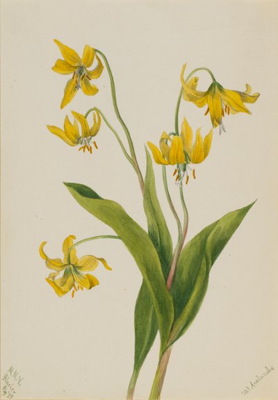Glacierlily Erythronium grandiflorum, 1899. de Mary Vaux Walcott