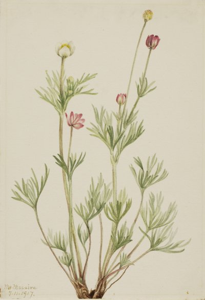 Globe Anemone Anemone globosa, 1917. de Mary Vaux Walcott