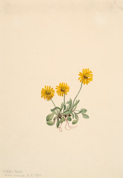Golden Fleabane Erigeron aureus, 1904. de Mary Vaux Walcott