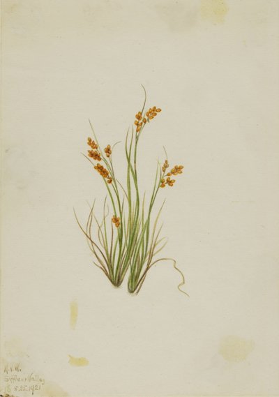 Junco dourado (Carex aurea) de Mary Vaux Walcott
