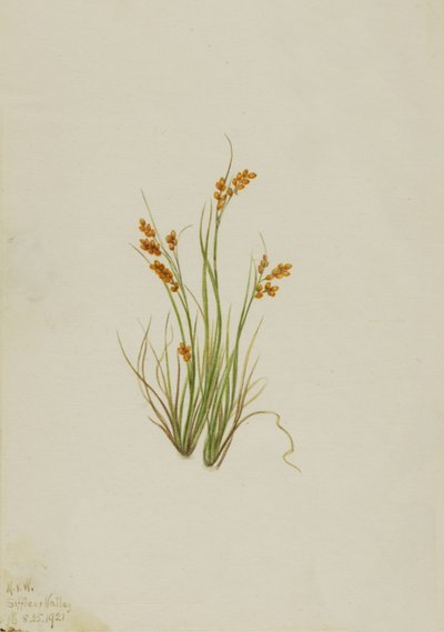 Golden Sedge Carex aurea, 1921. de Mary Vaux Walcott