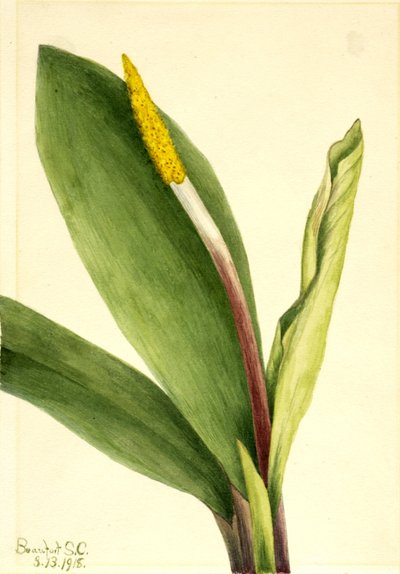 Erva-dourada (Orontium aquaticum) de Mary Vaux Walcott