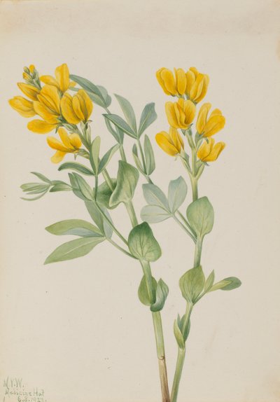 Goldenpea Thermopsis rhombifolia, 1923. de Mary Vaux Walcott
