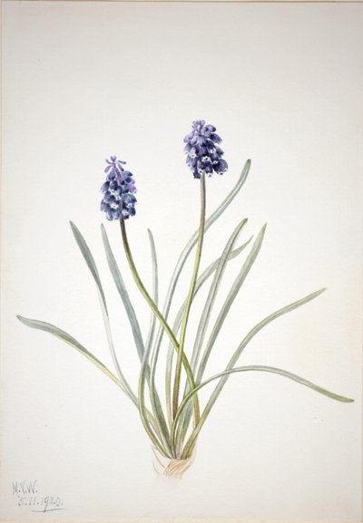 Jacinto-das-uvas (Muscari racemosum) de Mary Vaux Walcott